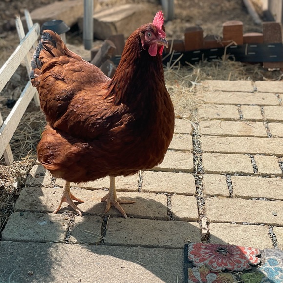 Meet your Posher, Michelle - Picture 4 of 5